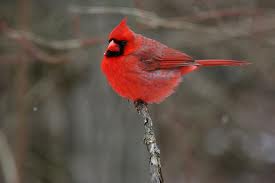 cardinal bird