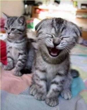 Cat laugh