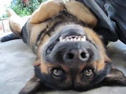 dog upside down