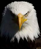 angry eagle
