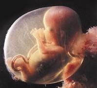 fetus