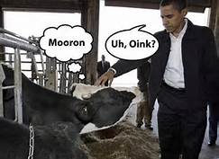 cow and Obama