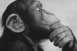 Monkeys thinkning
