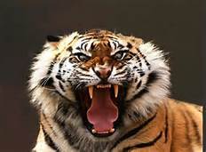 angry tiger