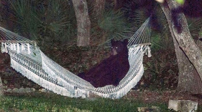 bear in hammock