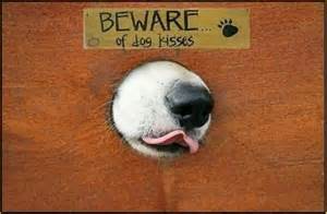dog kisses