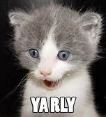 Kitten yarly