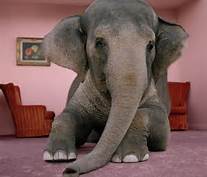 elephant in room