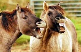 Laughing horses