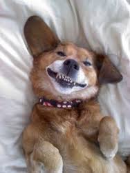 dog smiling