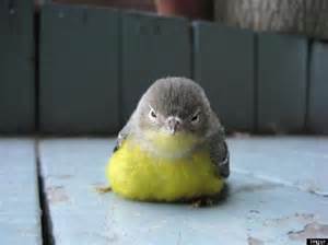 angry bird