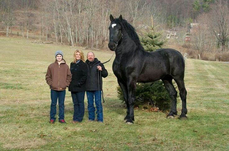 Wow. Is this not one of the most beautiful horses you have ever seen? 