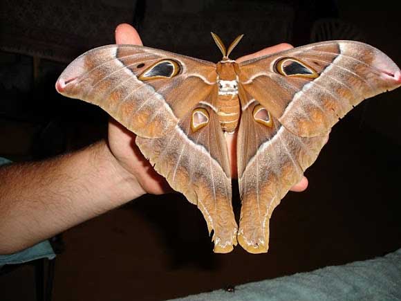 big moth